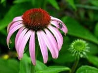 Sample 1 – Purple coneflower