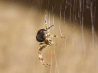 Sample 5 – Barn spider