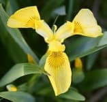Sample 3 – Yellow iris