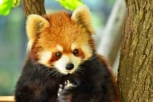 Sample 4 – Red panda