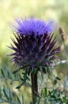 Sample 6 – Cardoon
