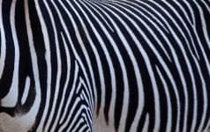 Sample 5 – Striped
