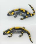 Sample 3 – European fire salamander