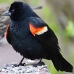 Sample 6 – Red winged blackbird