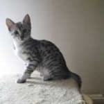 Sample 4 – Egyptian mau