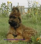 Sample 1 – Briard