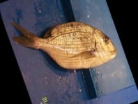 Sample 4 – Red sea bream