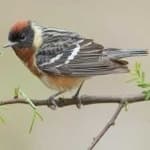 Sample 4 – Bay breasted warbler