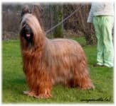 Sample 4 – Briard