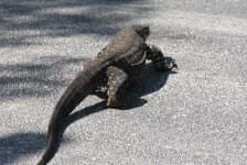 Sample 2 – Lizard