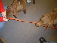 Sample 3 – Chesapeake bay retriever