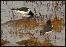 Sample 4 – Oystercatcher