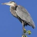 Sample 4 – Blue heron