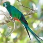 Sample of Quetzal