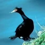 Sample 3 – Red faced cormorant