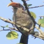 Sample 2 – Malabar hornbill