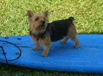 Sample 4 – Norwich terrier