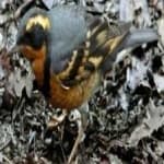Sample 1 – Varied thrush