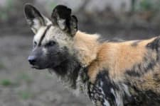 Sample 6 – African hunting dog