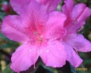 Sample 5 – Azalea