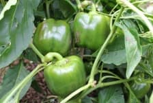 Sample 2 – Capsicum