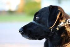 Sample 4 – Muzzle