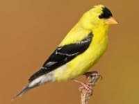 Sample 2 – Finch
