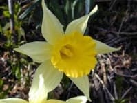 Sample 6 – Daffodil