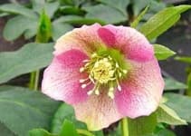 Sample 5 – Lenten rose