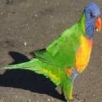 Sample of Rainbow lorikeet