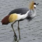 Sample 2 – African crowned crane