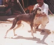 Sample 4 – Saluki