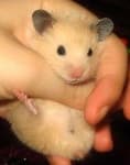 Sample 2 – Hamster