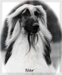 Sample 3 – Afghan hound