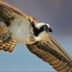 Sample 3 – Osprey