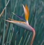 Sample 20 – Bird of paradise flower