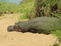 Sample 5 – Hippopotamus