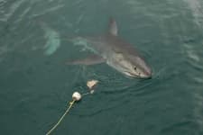 Sample 3 – Great white shark