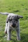 Sample 6 – Bedlington terrier