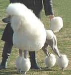 Sample 2 – Standard poodle