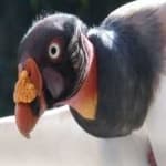 Sample 6 – King vulture