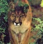 Sample 1 – Cougar face