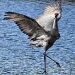 Sample 6 – Sandhill crane