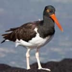 Sample 2 – Oyster catcher