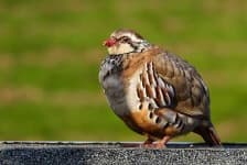 Sample 6 – Partridge