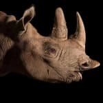 Sample 6 – Rhinoceros