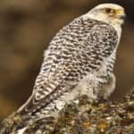 Sample 4 – Gyrfalcon