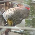 Sample 6 – Northern flicker
