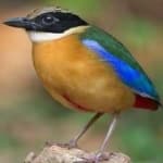 Sample 4 – Indian pitta