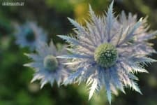 Sample 6 – Alpine sea holly